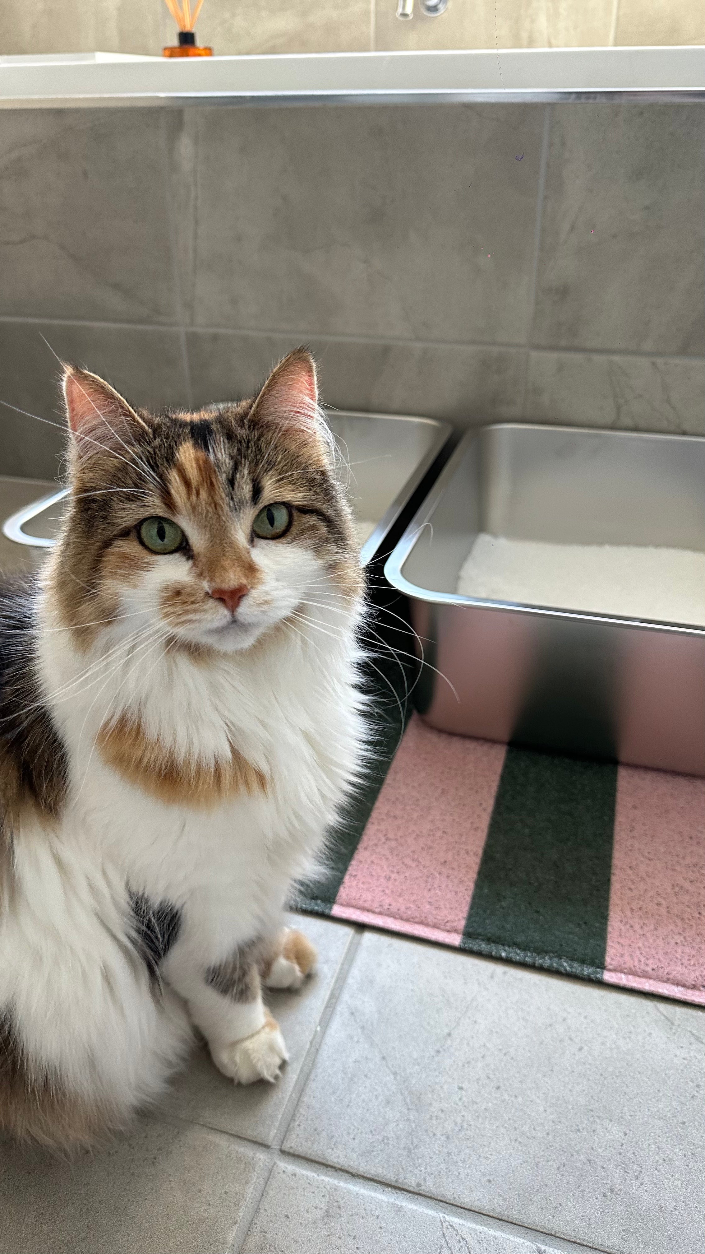 The Truth About Stainless Steel Litter Trays: Why Quality Matters