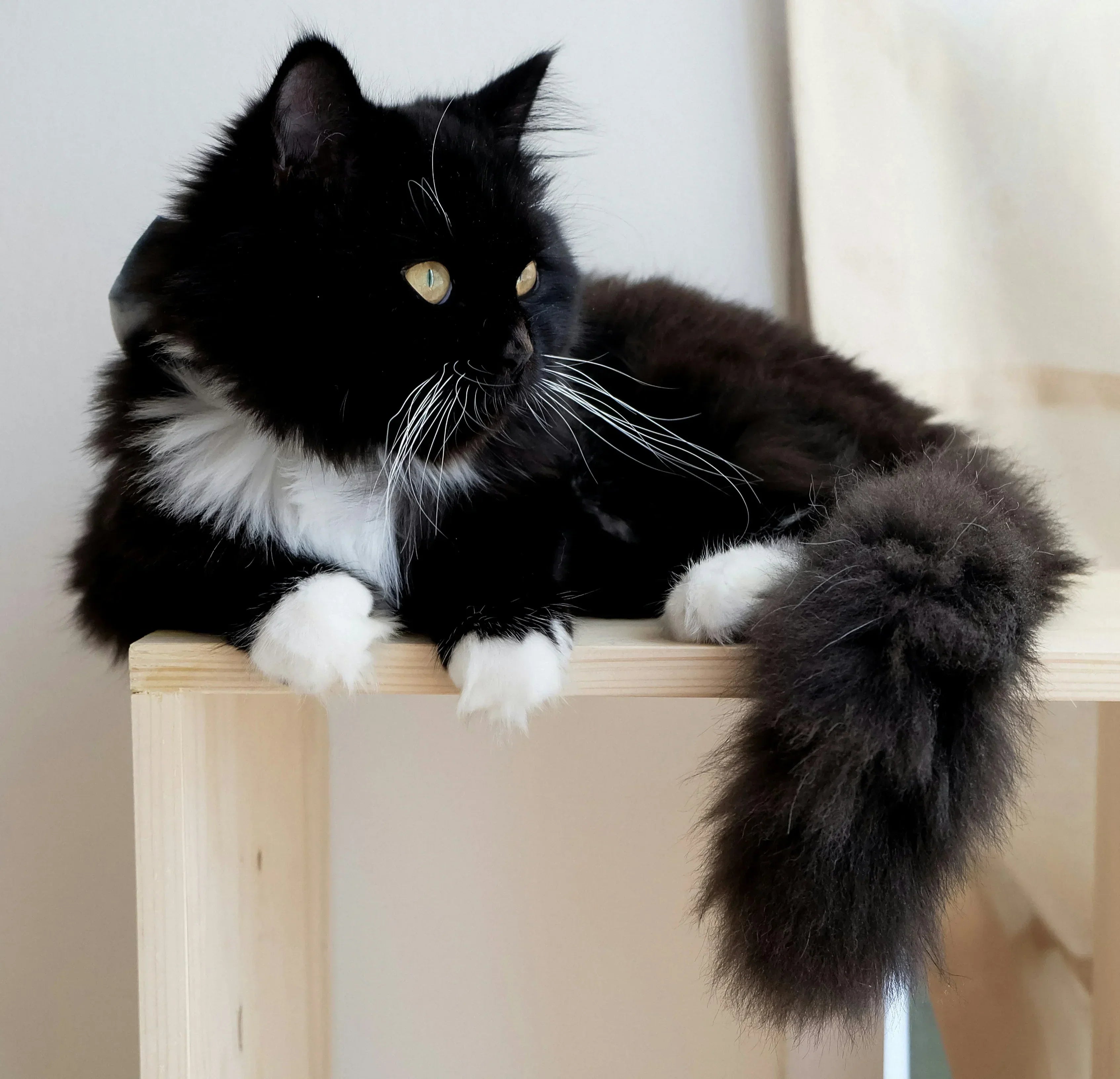 Stainless Steel vs Plastic Litter Box: Which Is Actually Better?