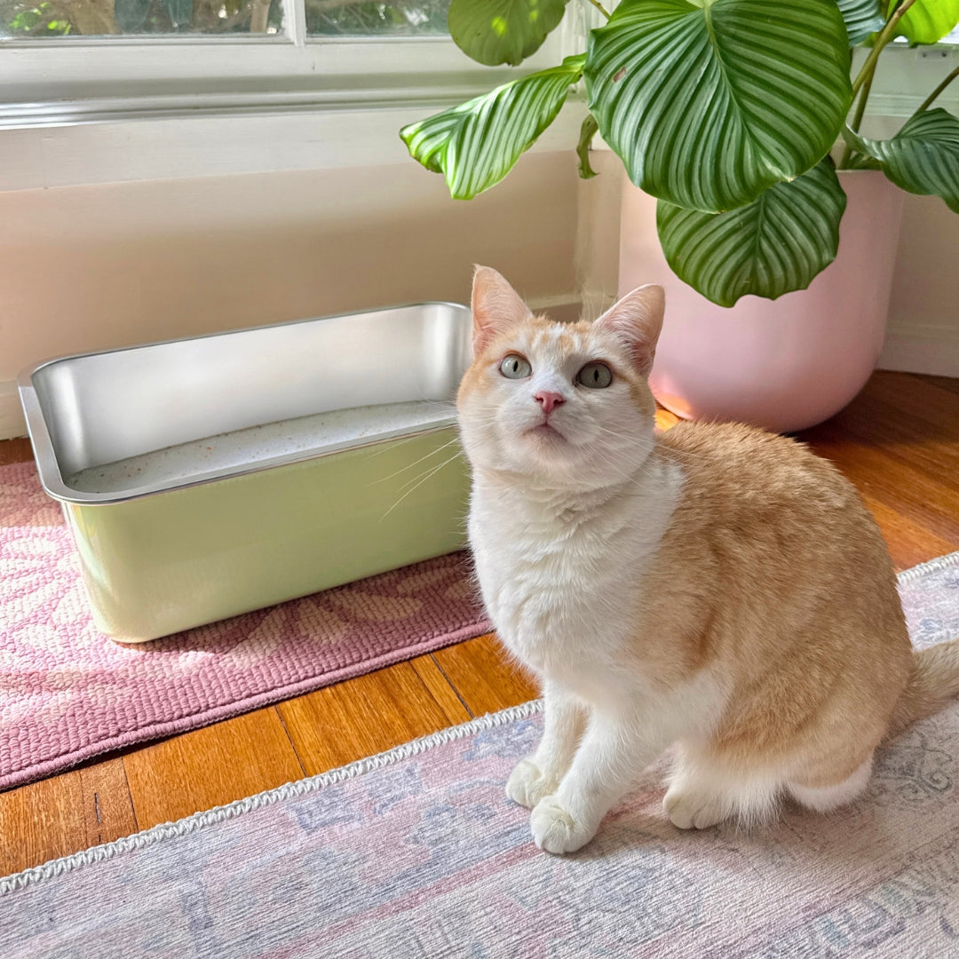 Stainless Steel Litter Tray - Sage Green